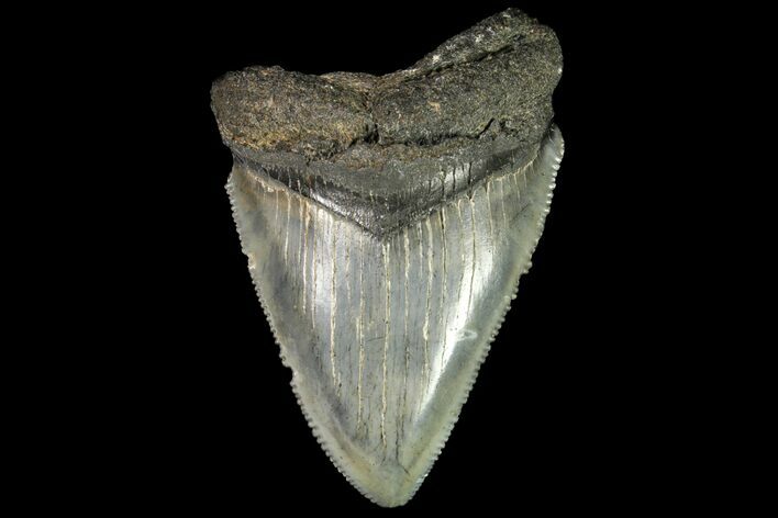 Juvenile Megalodon Tooth - Georgia #115636